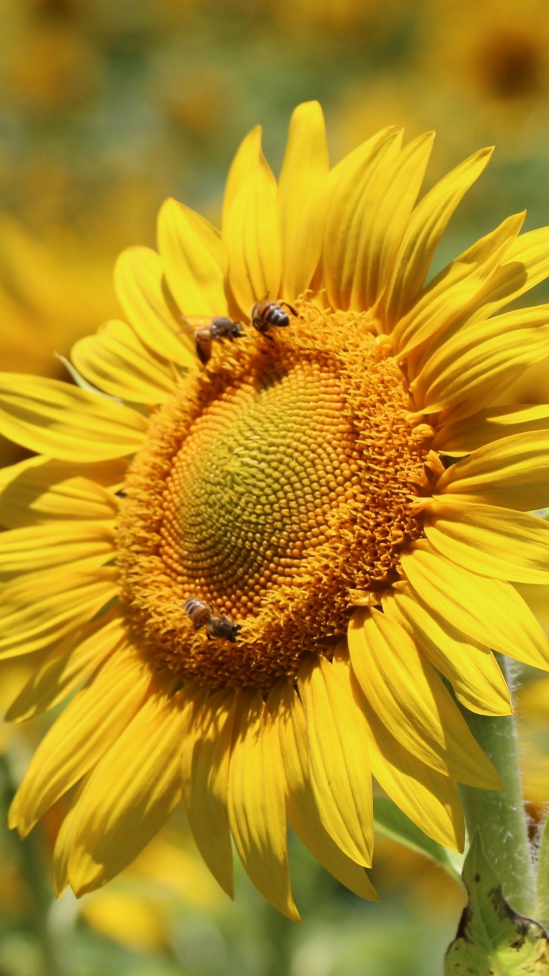 Обои цветок, цветковое растение, растение, опылитель, ботаники в разрешении 1080x1920