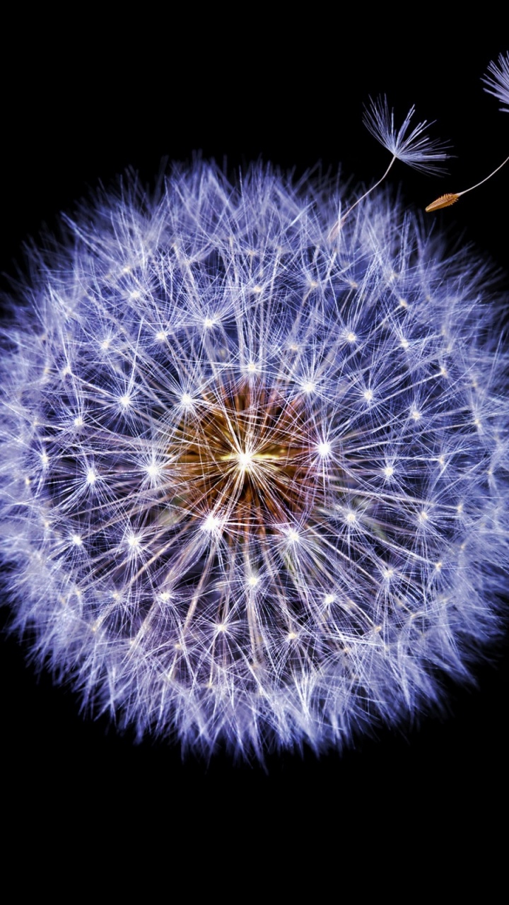 Обои одуванчик, цветок, фрактальное искусство, растение, пыльца в разрешении 720x1280