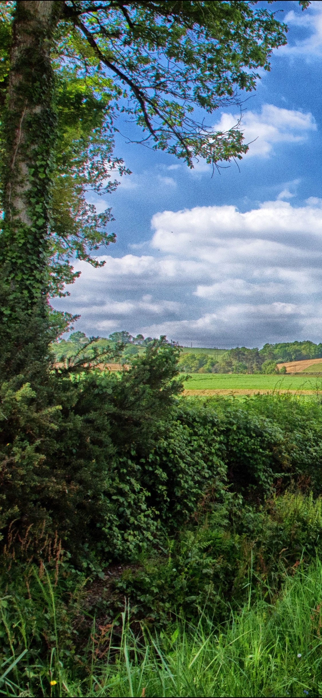 Обои облако, сенокосное угодье, растительность, поле, небо в разрешении 1125x2436