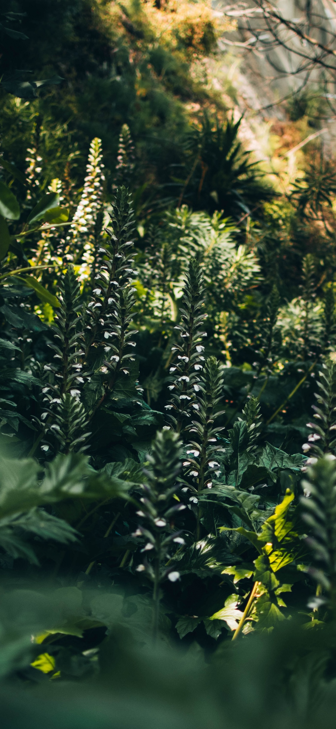 Обои растительность, солнечный свет, джунгли, дерево, старовозрастные леса в разрешении 1125x2436