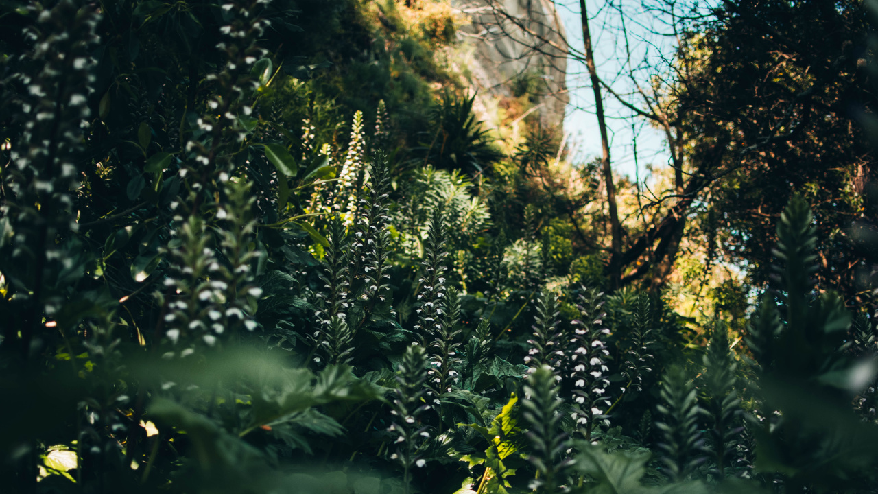 Обои растительность, солнечный свет, джунгли, дерево, старовозрастные леса в разрешении 1280x720