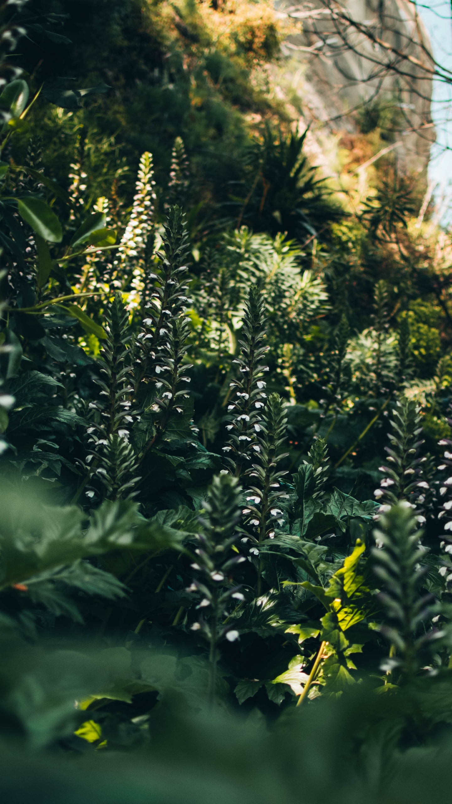 Обои растительность, солнечный свет, джунгли, дерево, старовозрастные леса в разрешении 1440x2560