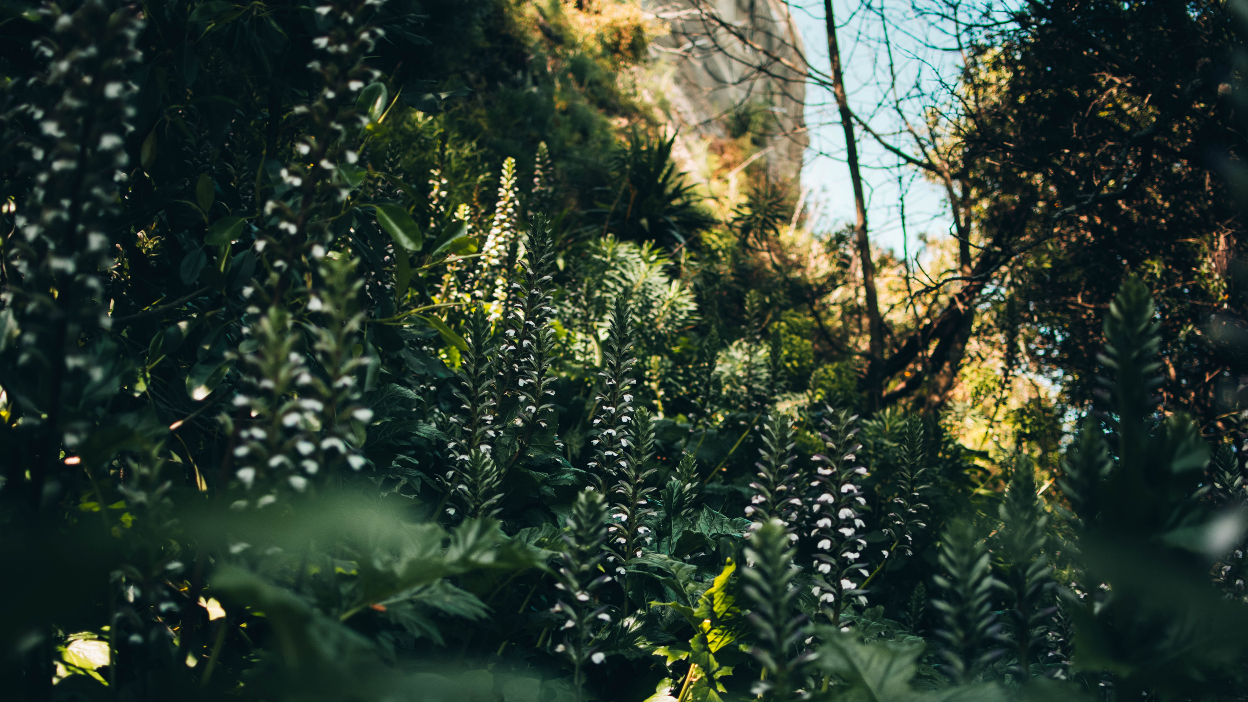 Обои растительность, солнечный свет, джунгли, дерево, старовозрастные леса в разрешении 2560x1440