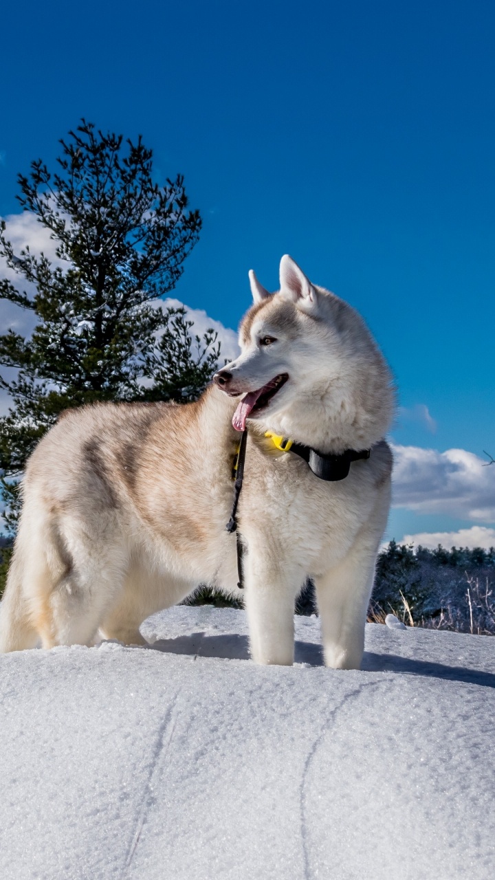 Обои Себирская Хаски, аляскинский маламут, щенок, хаски, аляскинский хаски в разрешении 720x1280