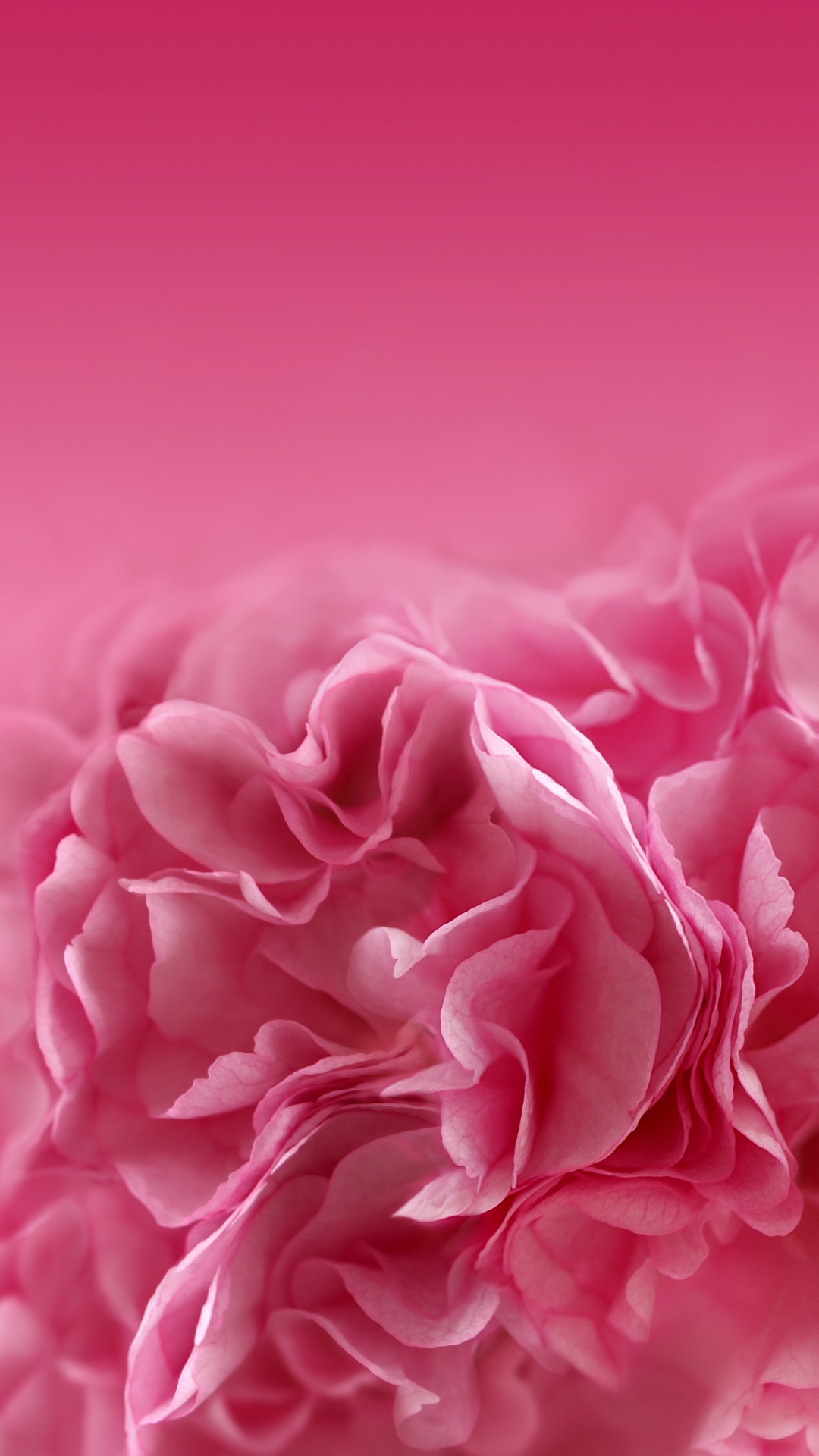 Обои розовые цветы, цветок, розовый, лепесток, красный цвет в разрешении 1080x1920