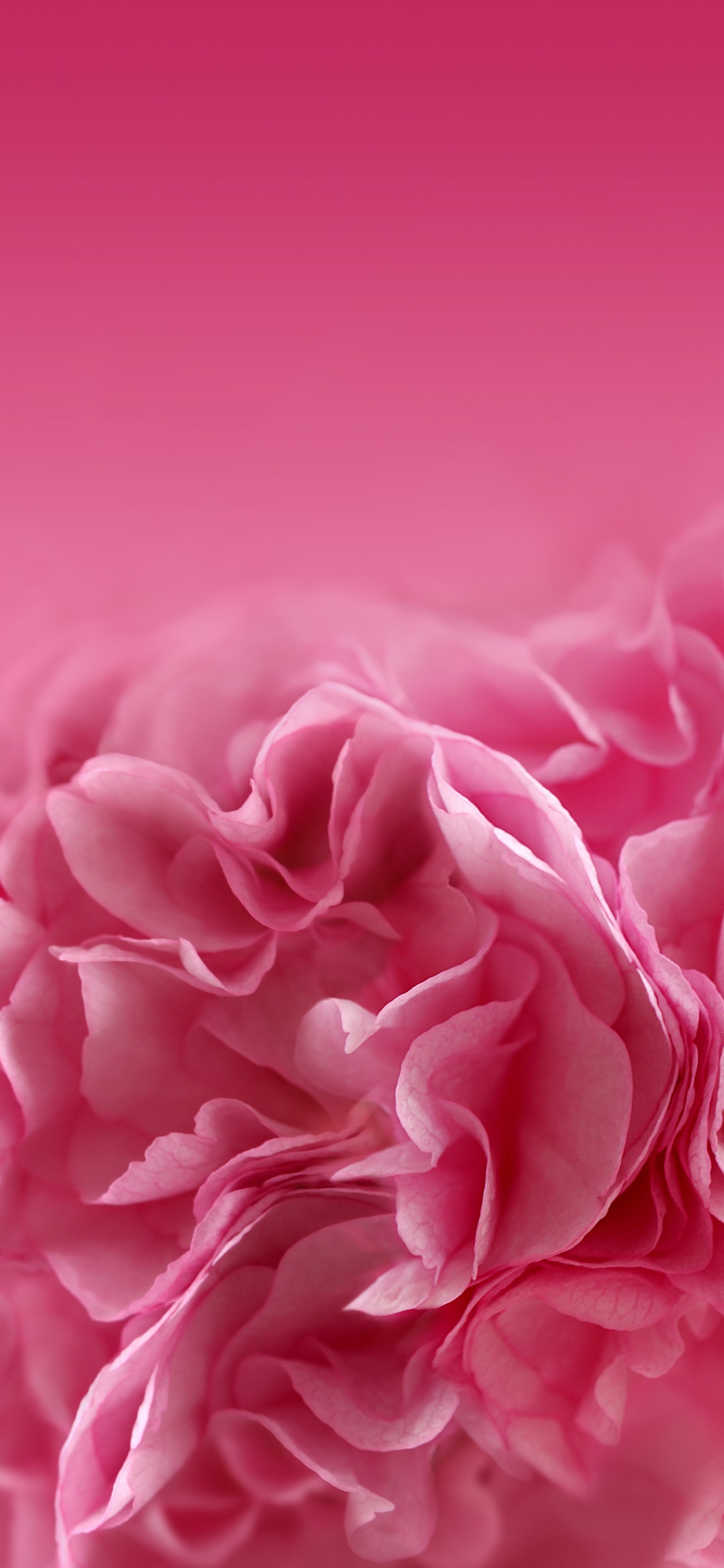 Обои розовые цветы, цветок, розовый, лепесток, красный цвет в разрешении 1125x2436