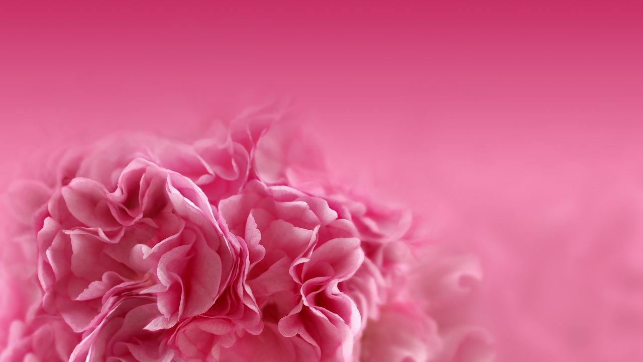 Обои розовые цветы, цветок, розовый, лепесток, красный цвет в разрешении 1280x720
