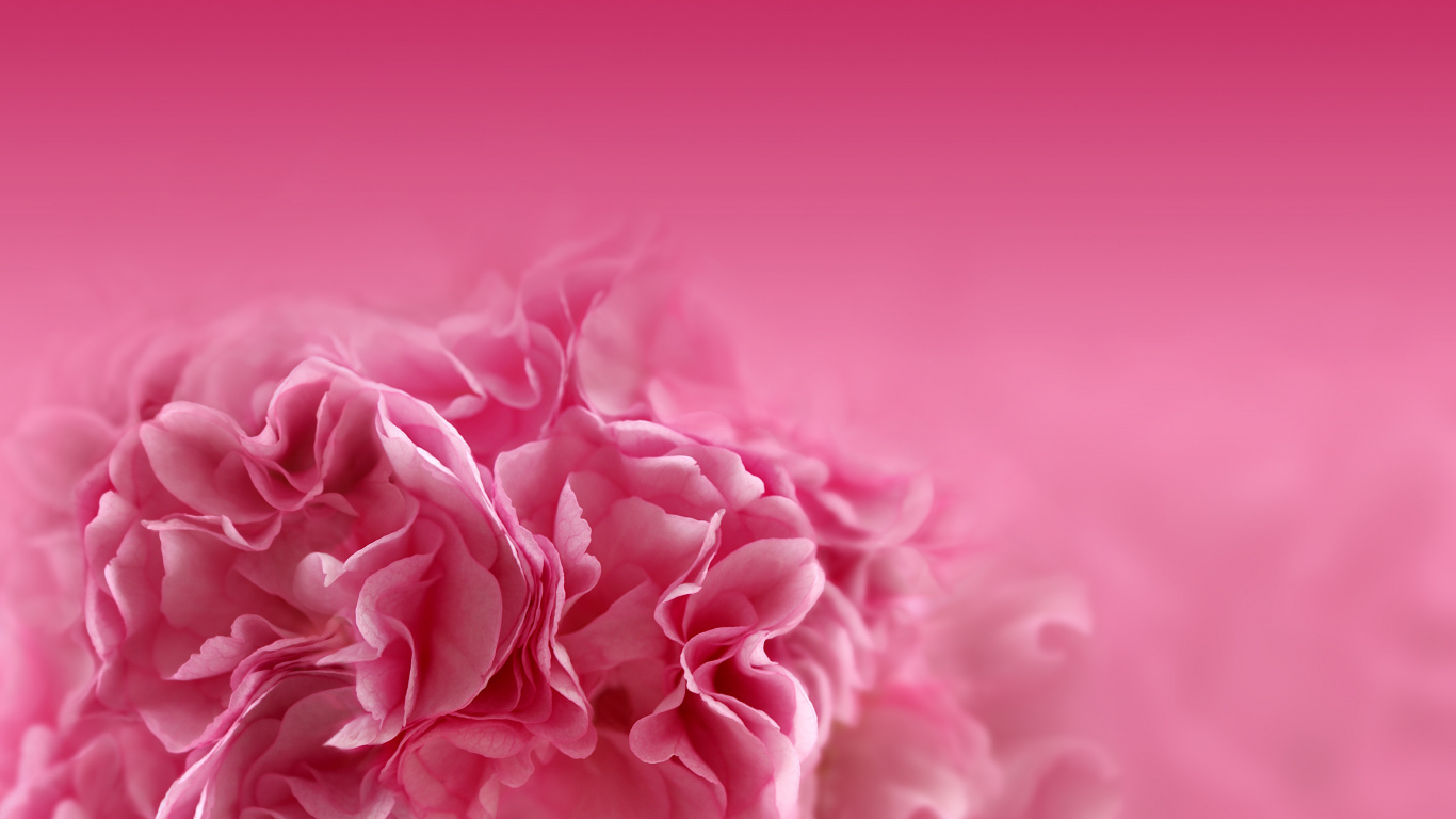 Обои розовые цветы, цветок, розовый, лепесток, красный цвет в разрешении 1366x768