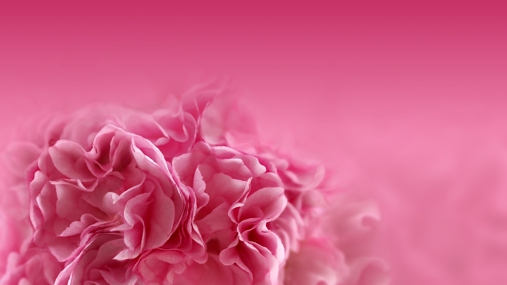 Обои розовые цветы, цветок, розовый, лепесток, красный цвет в разрешении 1920x1080