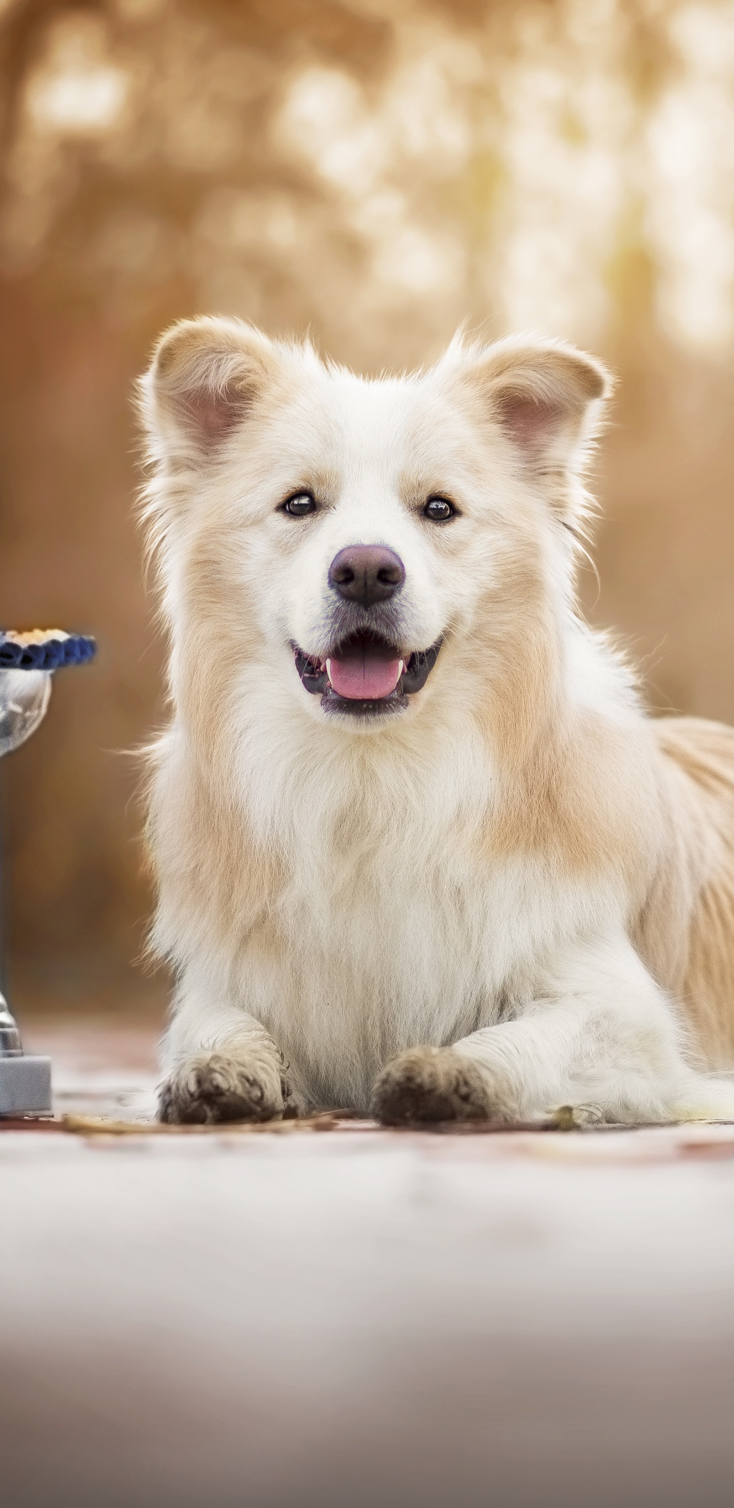 Обои померанский шпиц, собака породы, самоед, собака компаньон, морда в разрешении 1440x2960