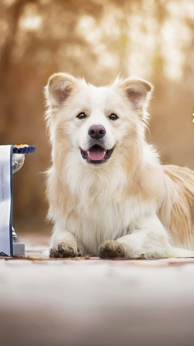 Обои померанский шпиц, собака породы, самоед, собака компаньон, морда в разрешении 750x1334