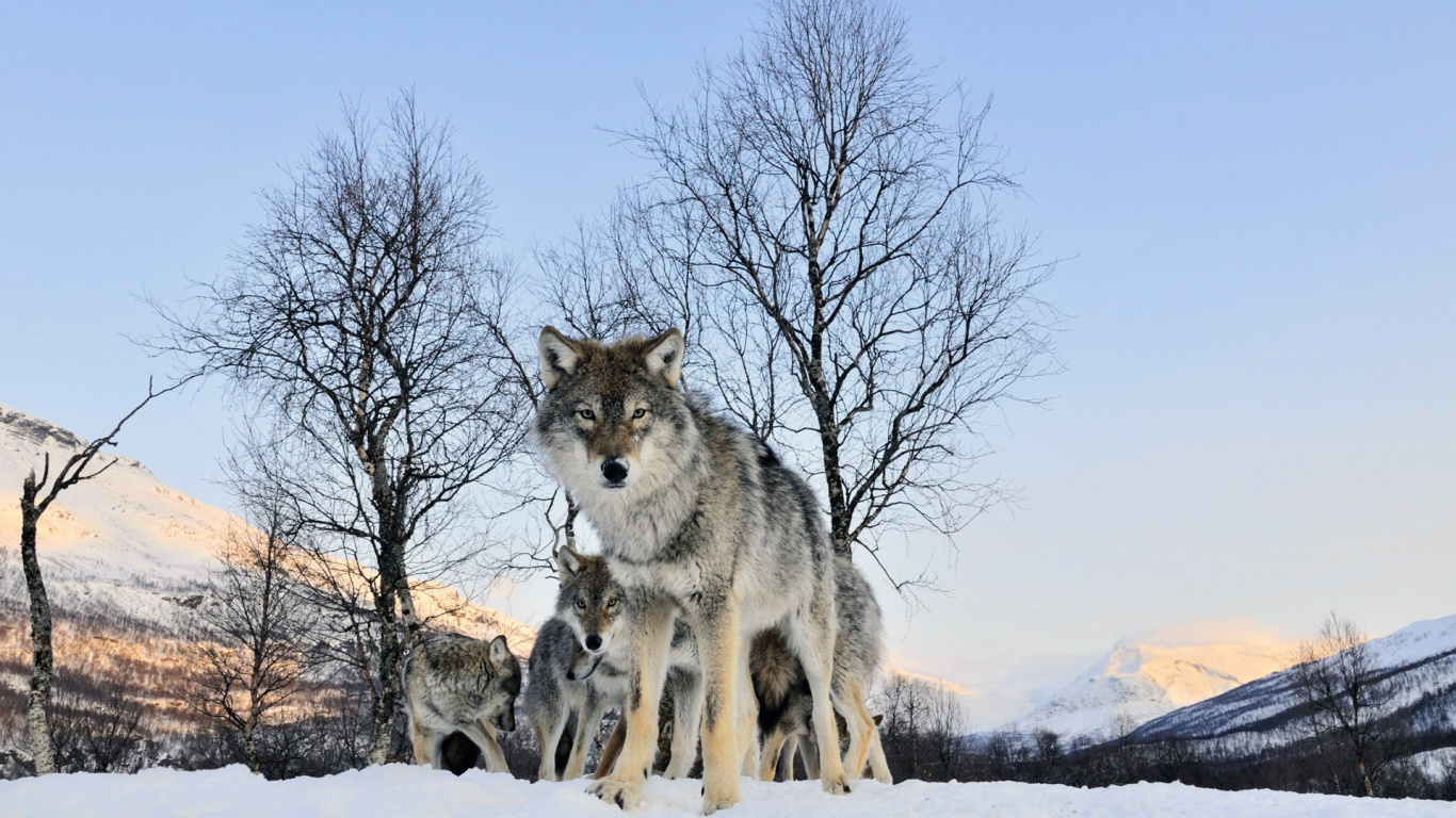 Обои живая природа, Койот, чехословацкий влчак, собака, фауна в разрешении 1366x768