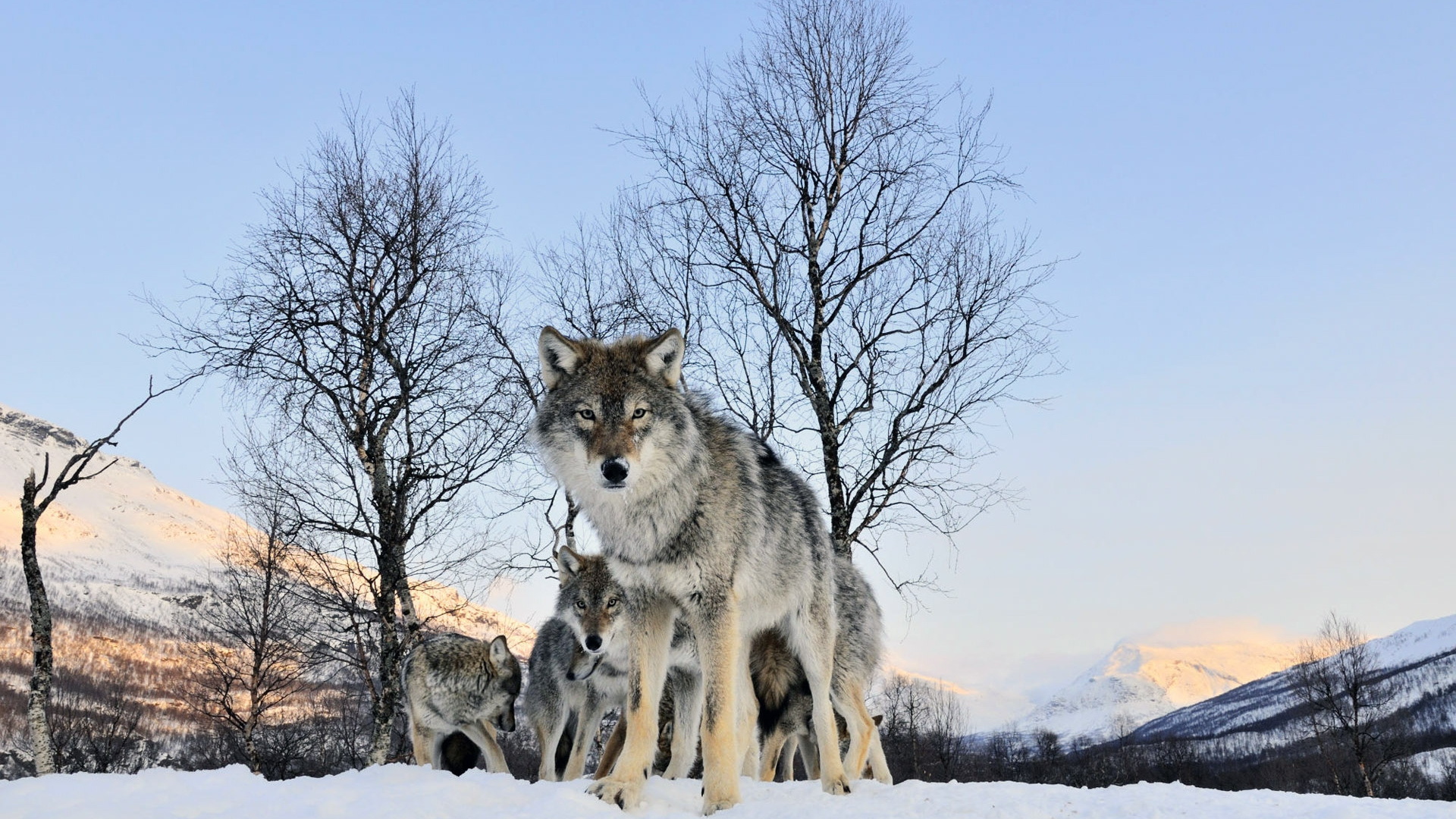 Обои живая природа, Койот, чехословацкий влчак, собака, фауна в разрешении 1920x1080