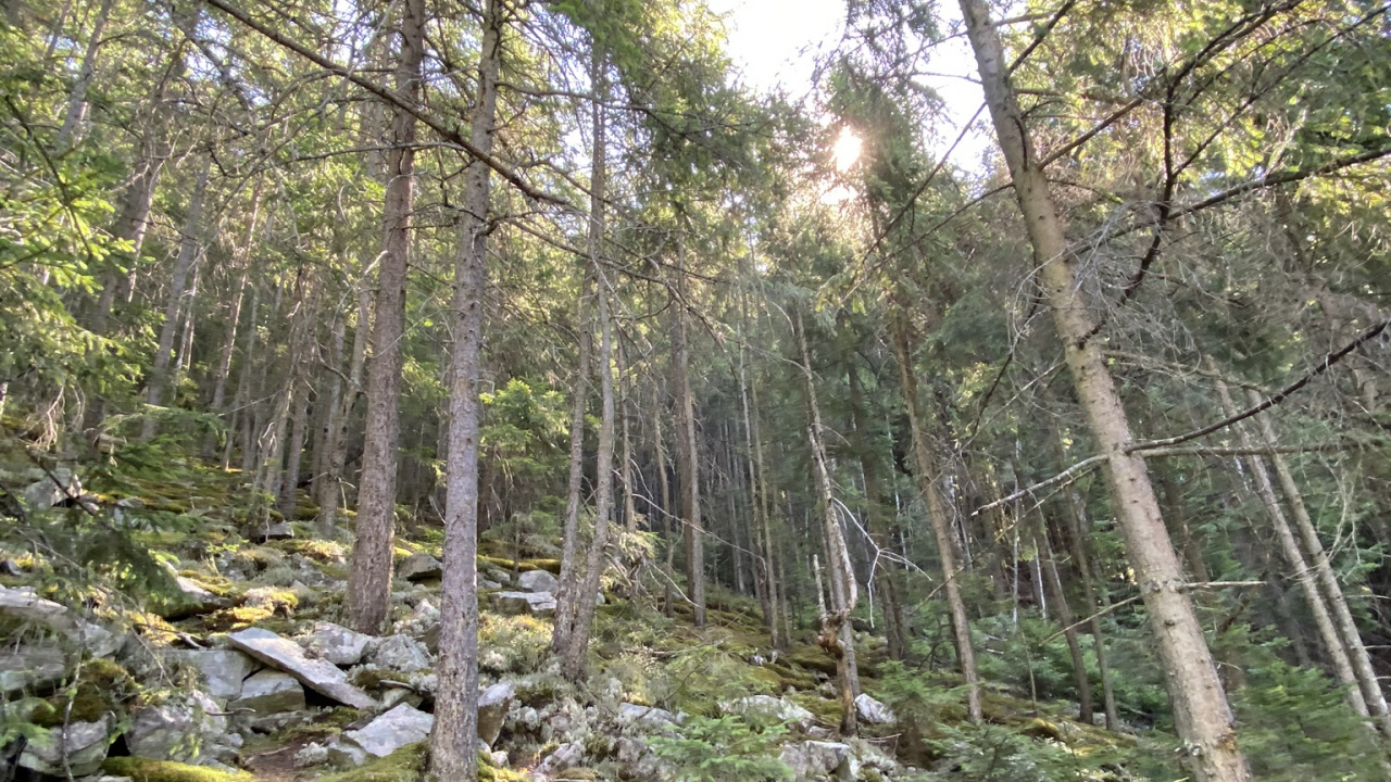 Обои природный заповедник, растительность, природа, окружающая среда, растительное сообщество в разрешении 1280x720