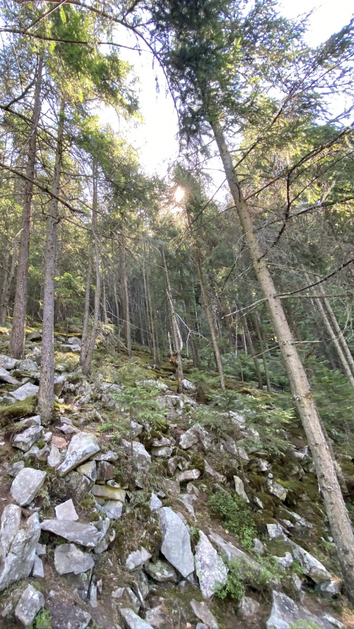 Обои природный заповедник, растительность, природа, окружающая среда, растительное сообщество в разрешении 720x1280