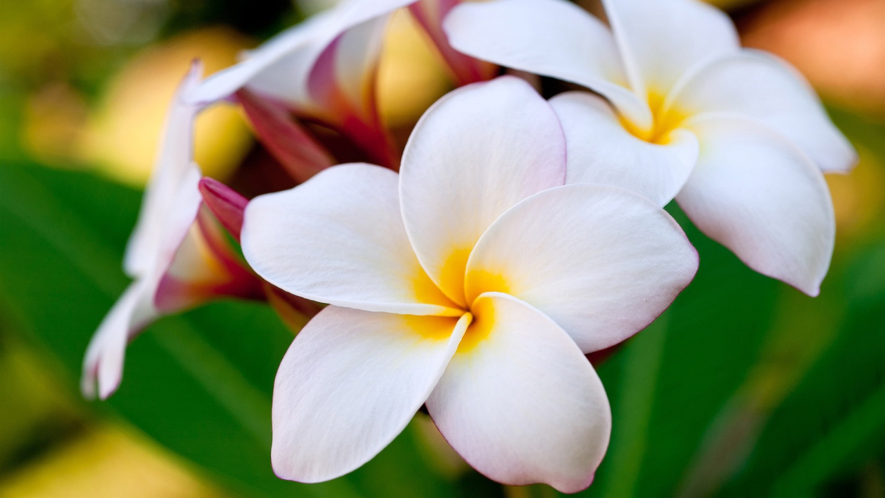 Обои Гавайи, франжипани, лепесток, растение, полевой цветок в разрешении 1280x720
