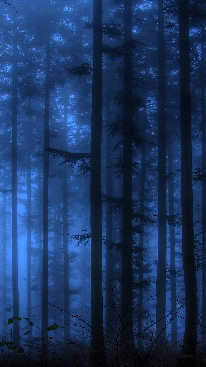 Обои лес, синий, дерево, природа, лесистая местность в разрешении 720x1280