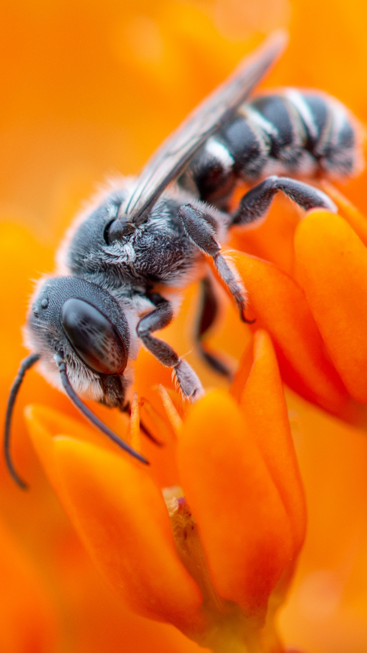 Обои яблоко, цветок, опылитель, насекомое, членистоногое в разрешении 750x1334