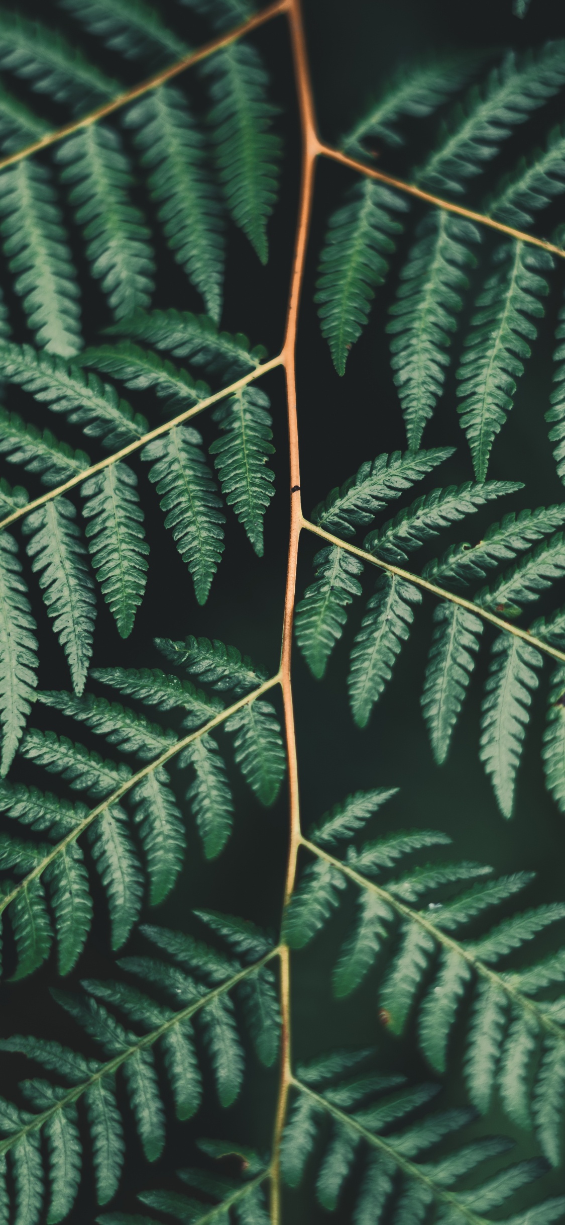Обои лист, папоротник, наземное растение, растительность, папоротники и хвощи в разрешении 1125x2436