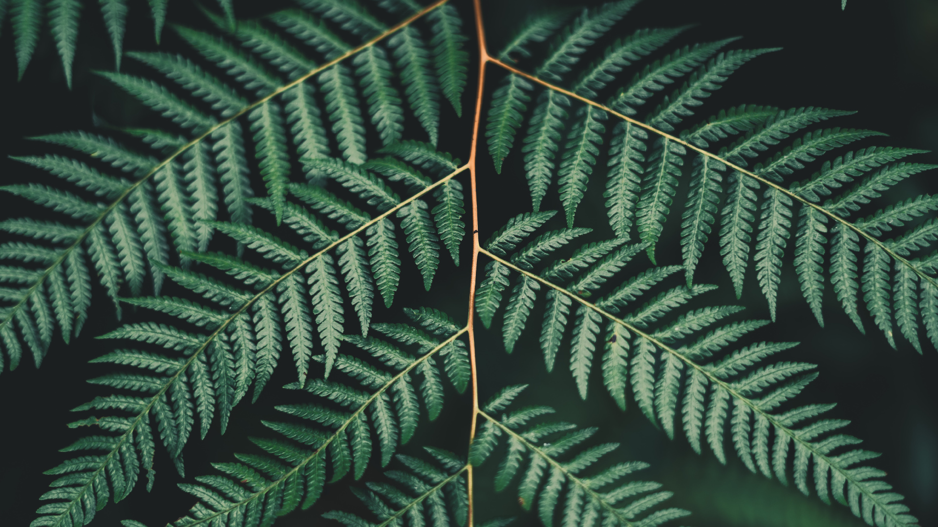 Обои лист, папоротник, наземное растение, растительность, папоротники и хвощи в разрешении 1920x1080