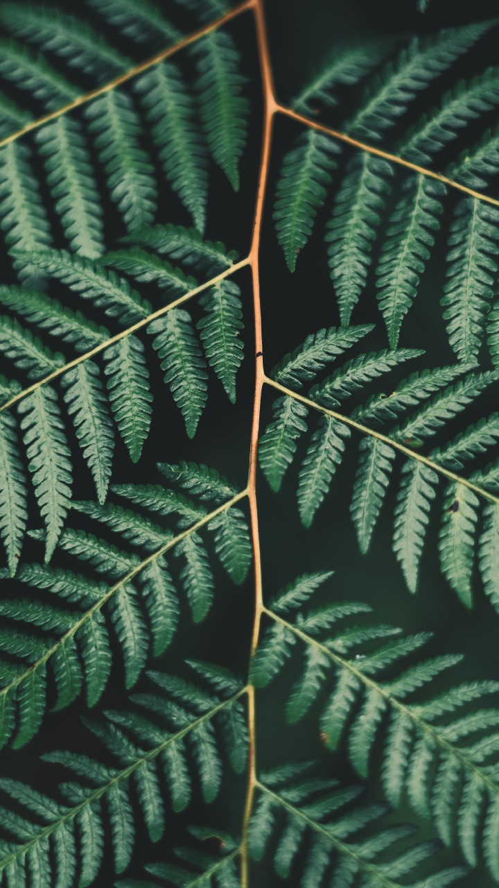 Обои лист, папоротник, наземное растение, растительность, папоротники и хвощи в разрешении 720x1280