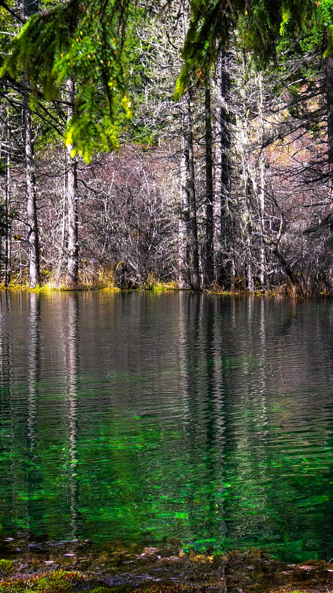 Обои вода, гидроресурсы, растение, экорегион, лист в разрешении 1080x1920