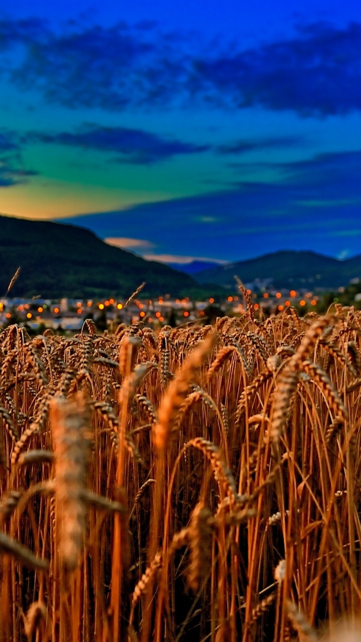 Обои пшеница, поле, зерно, урожай, семейство травы в разрешении 720x1280