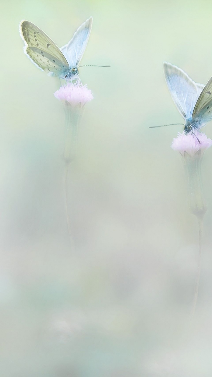 Обои крыло, лазурный, платье, насекомое, серьга в разрешении 720x1280