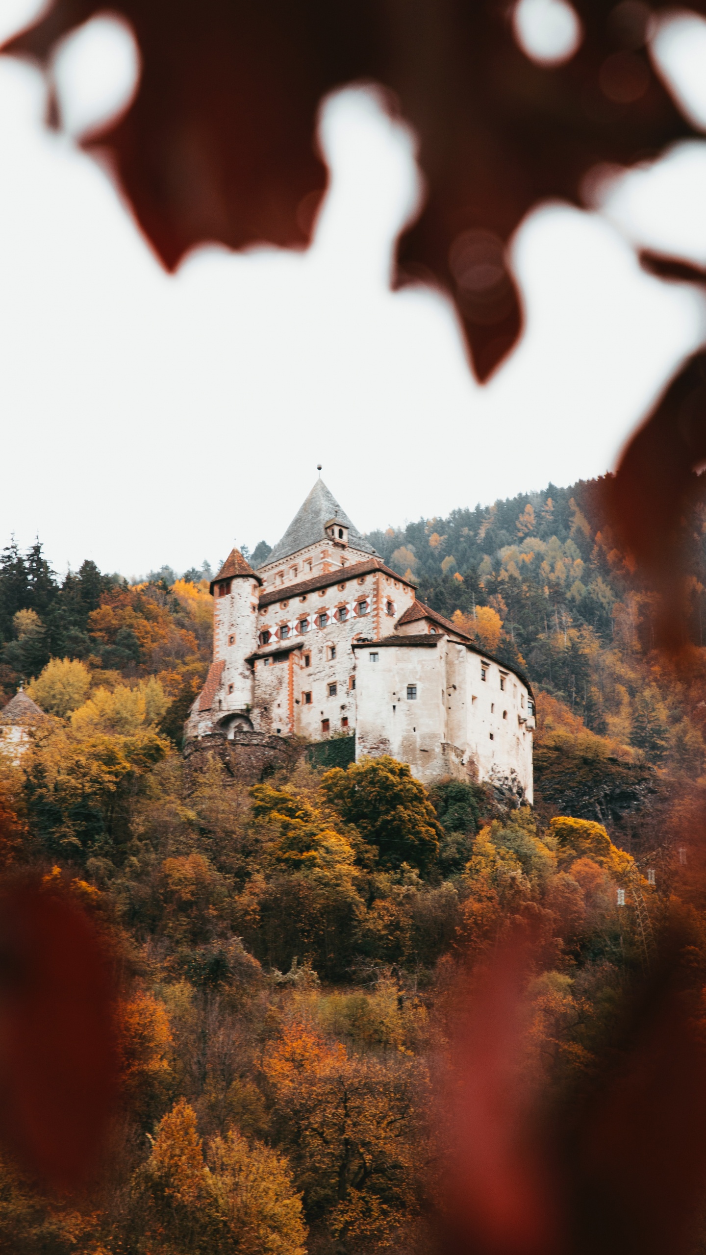 Обои архитектура, лист, замок, осень, дерево в разрешении 1440x2560