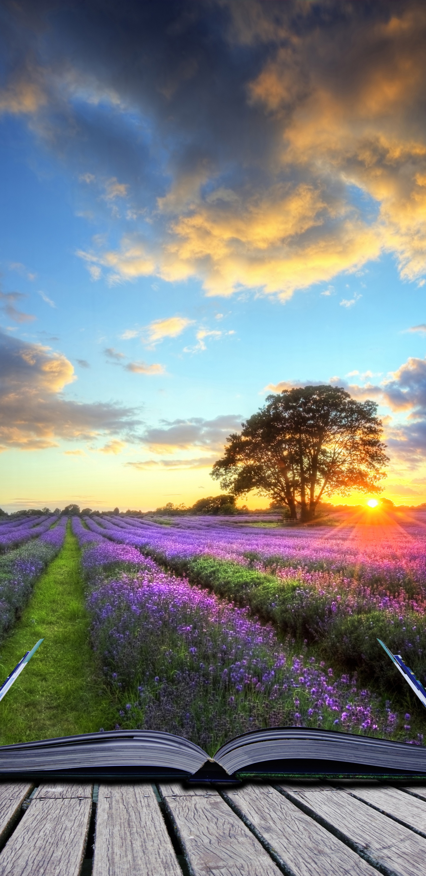 Обои воздушный шар, воздушный шарик, природа, природный ландшафт, лаванда в разрешении 1440x2960