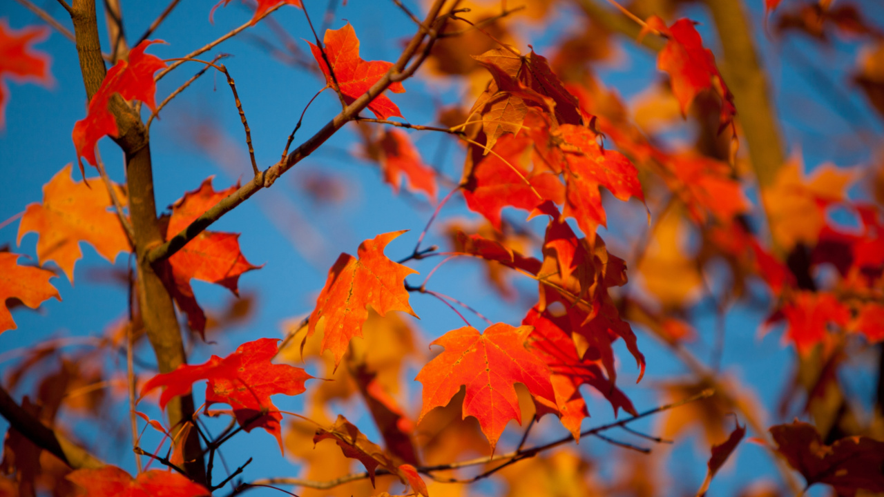 Обои осенний лист, осень, Осенняя окраска листьев, лист, ветвь в разрешении 1280x720