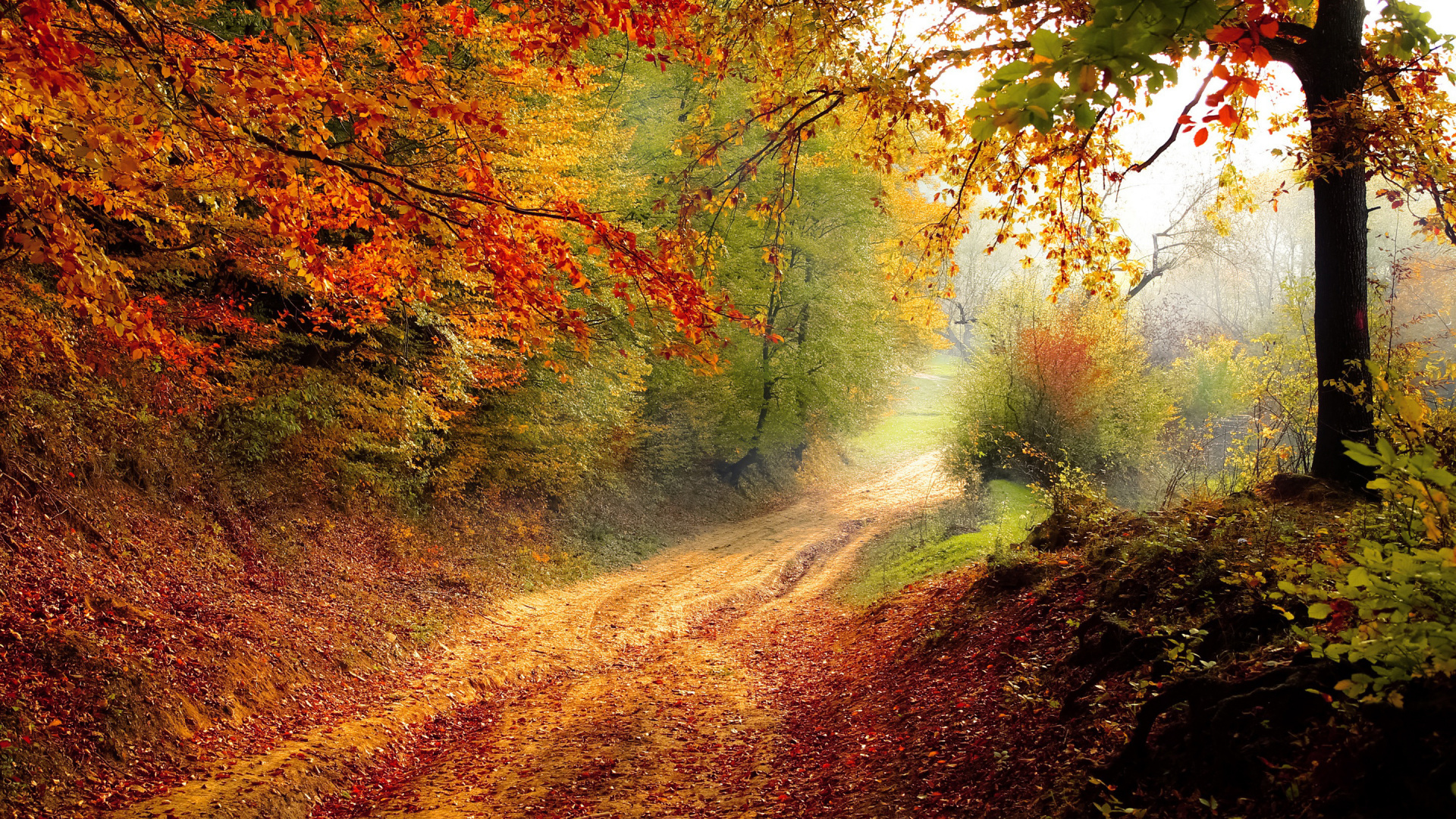 Обои осень, природа, лист, листопадные, лес в разрешении 1920x1080