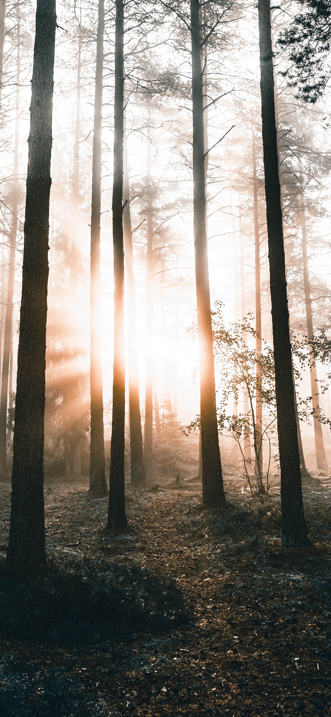 Обои природа, дерево, лес, окружающая среда, природный ландшафт в разрешении 1125x2436