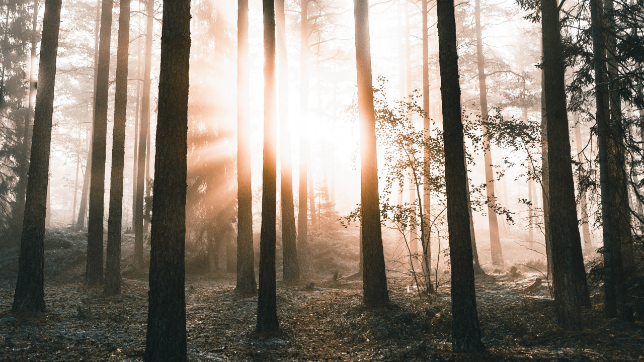 Обои природа, дерево, лес, окружающая среда, природный ландшафт в разрешении 1280x720