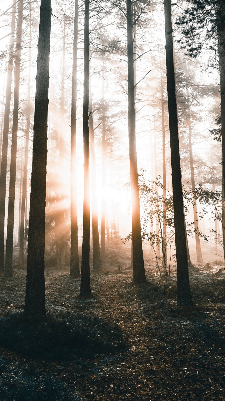 Обои природа, дерево, лес, окружающая среда, природный ландшафт в разрешении 720x1280