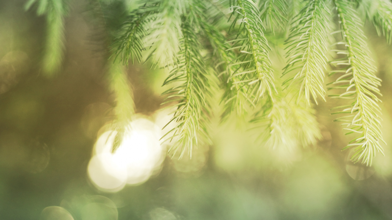 Обои сосна, дерево, растительность, ветвь, лист в разрешении 1366x768