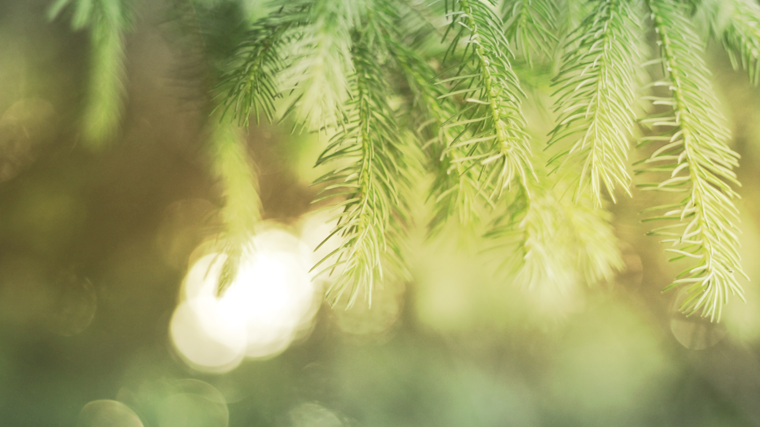 Обои сосна, дерево, растительность, ветвь, лист в разрешении 2560x1440