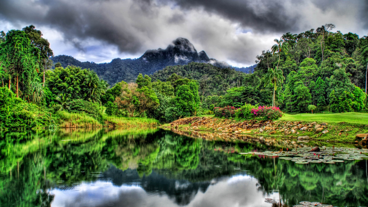 Обои джунгли, природа, отражение, растительность, вода в разрешении 1280x720