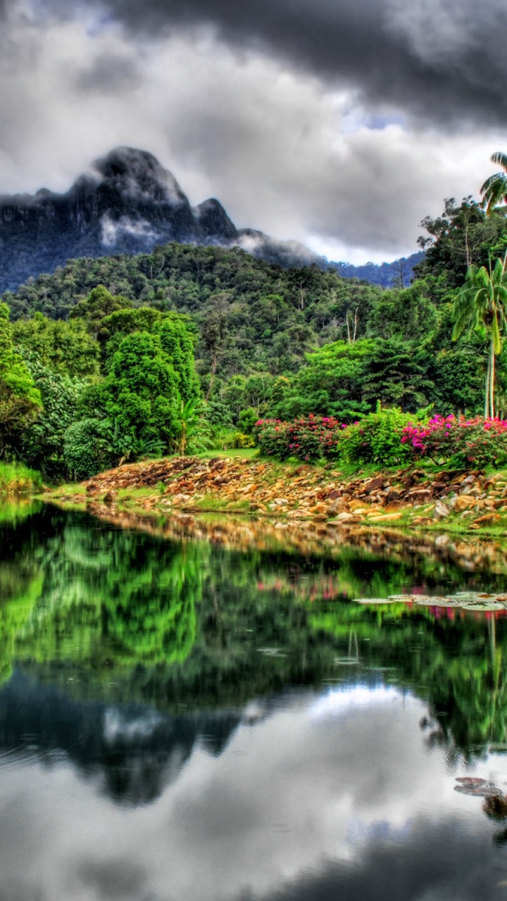 Обои джунгли, природа, отражение, растительность, вода в разрешении 720x1280