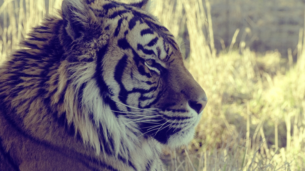 Обои тигр, живая природа, наземные животные, наземных животных, диких животных в разрешении 1280x720