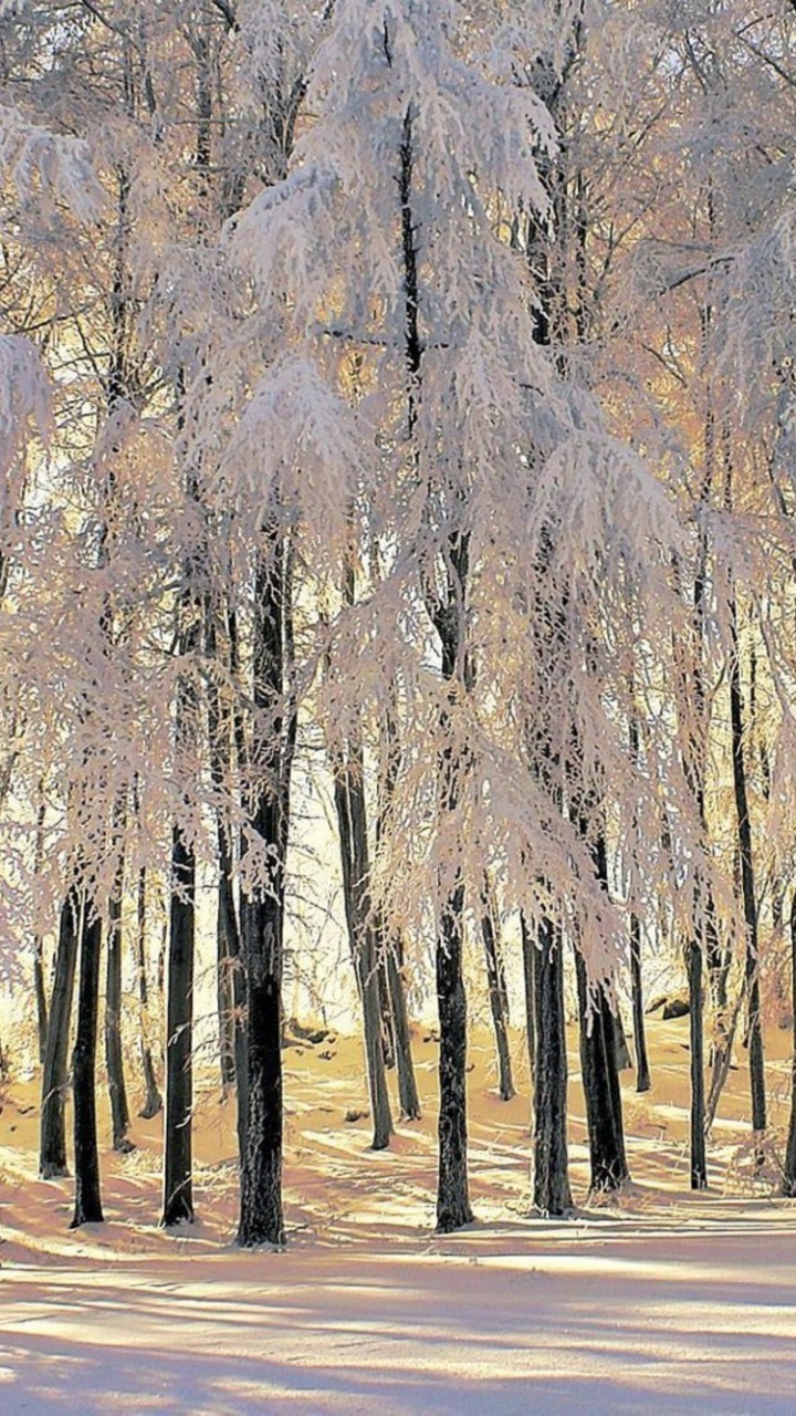 Обои зима, дерево, древесные растения, биом, лес в разрешении 720x1280