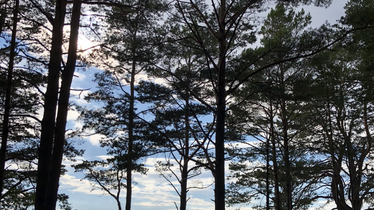 Обои хвойными лесами, водоем, зима, листопадные, природа в разрешении 1280x720