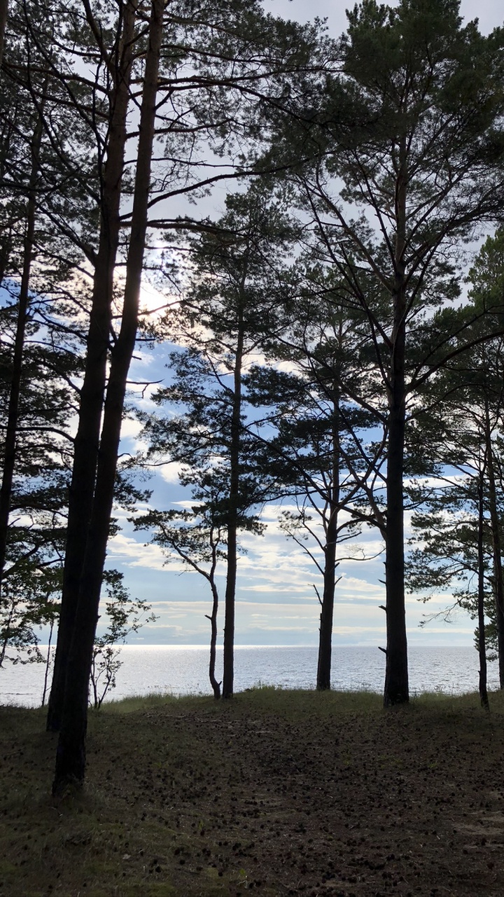 Обои хвойными лесами, водоем, зима, листопадные, природа в разрешении 720x1280