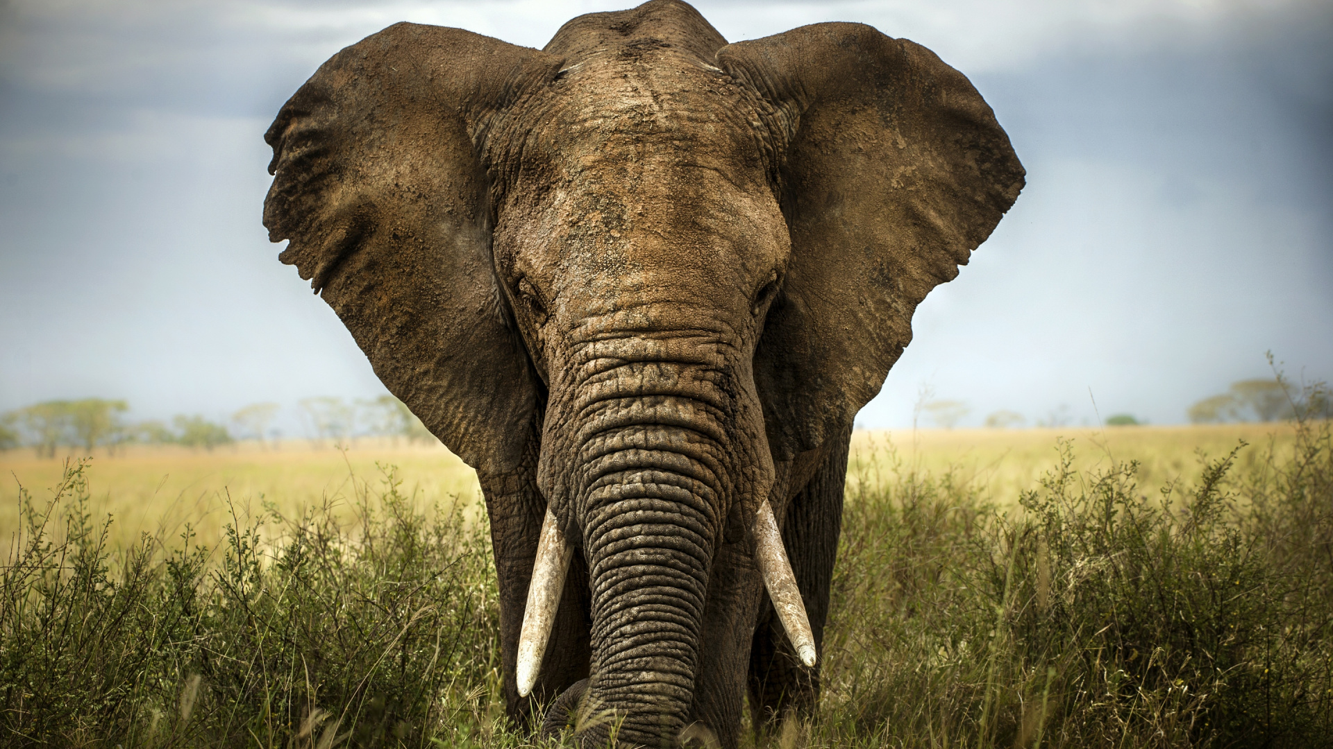 Обои африканский слон Буша, Слон, индийский слон, слоны и мамонты, наземные животные в разрешении 1920x1080