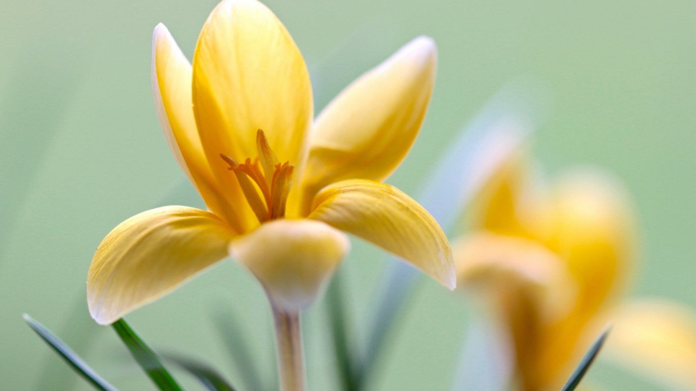 Обои Флора, цветок, цветковое растение, растение, лепесток в разрешении 1366x768