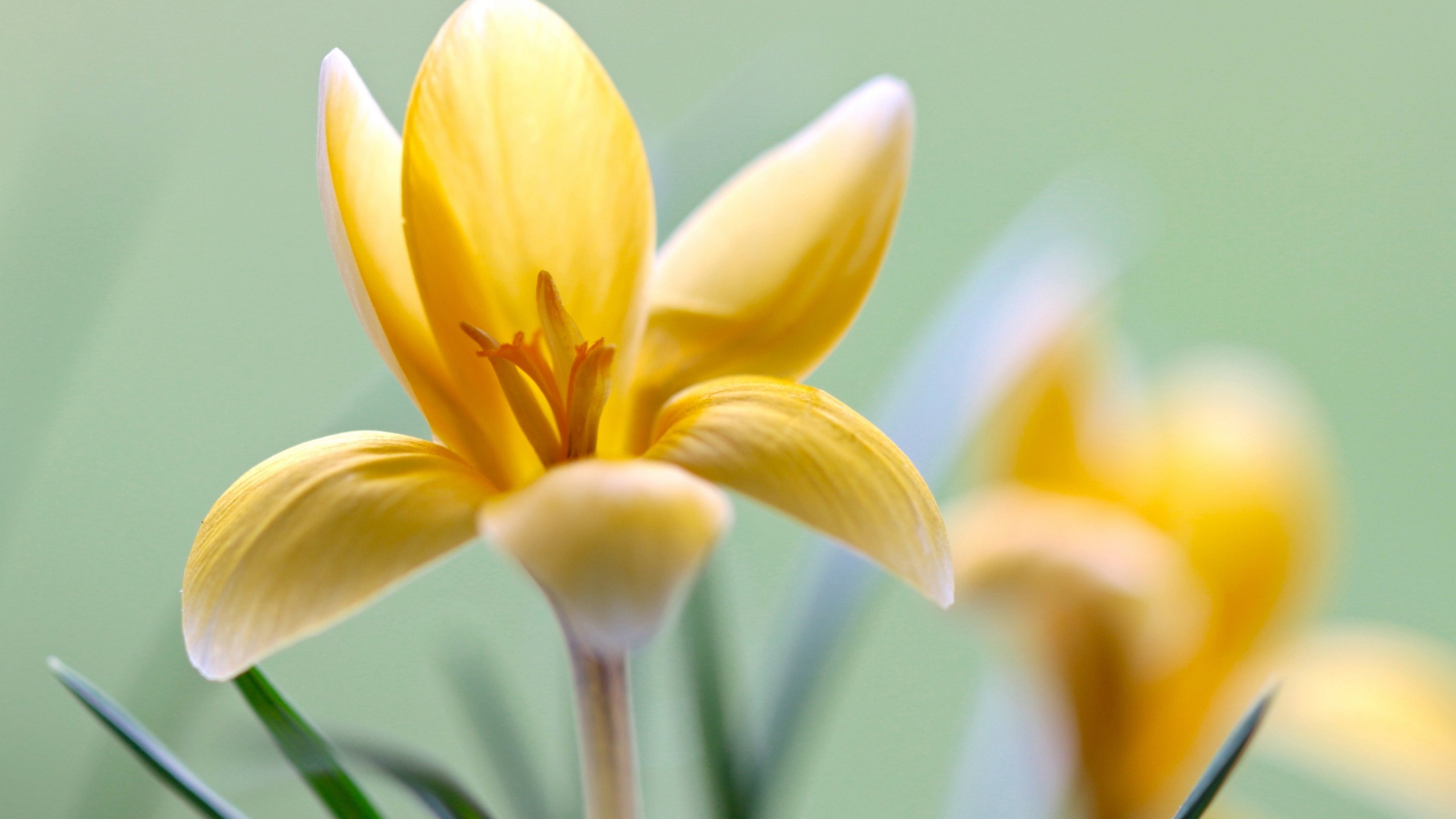 Обои Флора, цветок, цветковое растение, растение, лепесток в разрешении 2560x1440