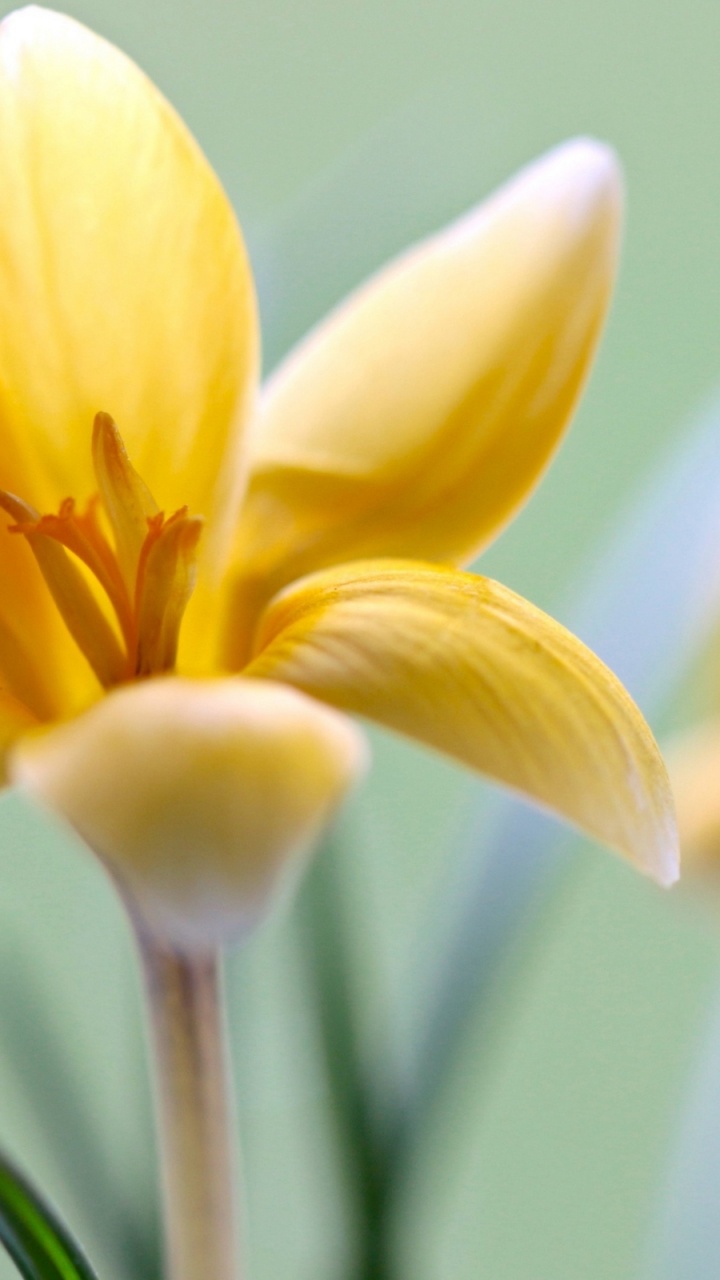 Обои Флора, цветок, цветковое растение, растение, лепесток в разрешении 720x1280