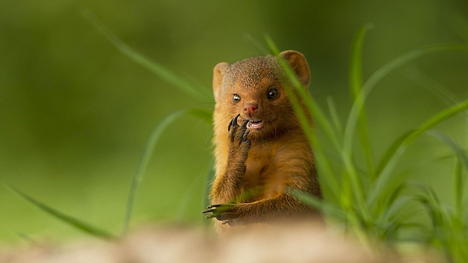 Обои природа, наземные животные, живая природа, животных, макросъемка в разрешении 1920x1080