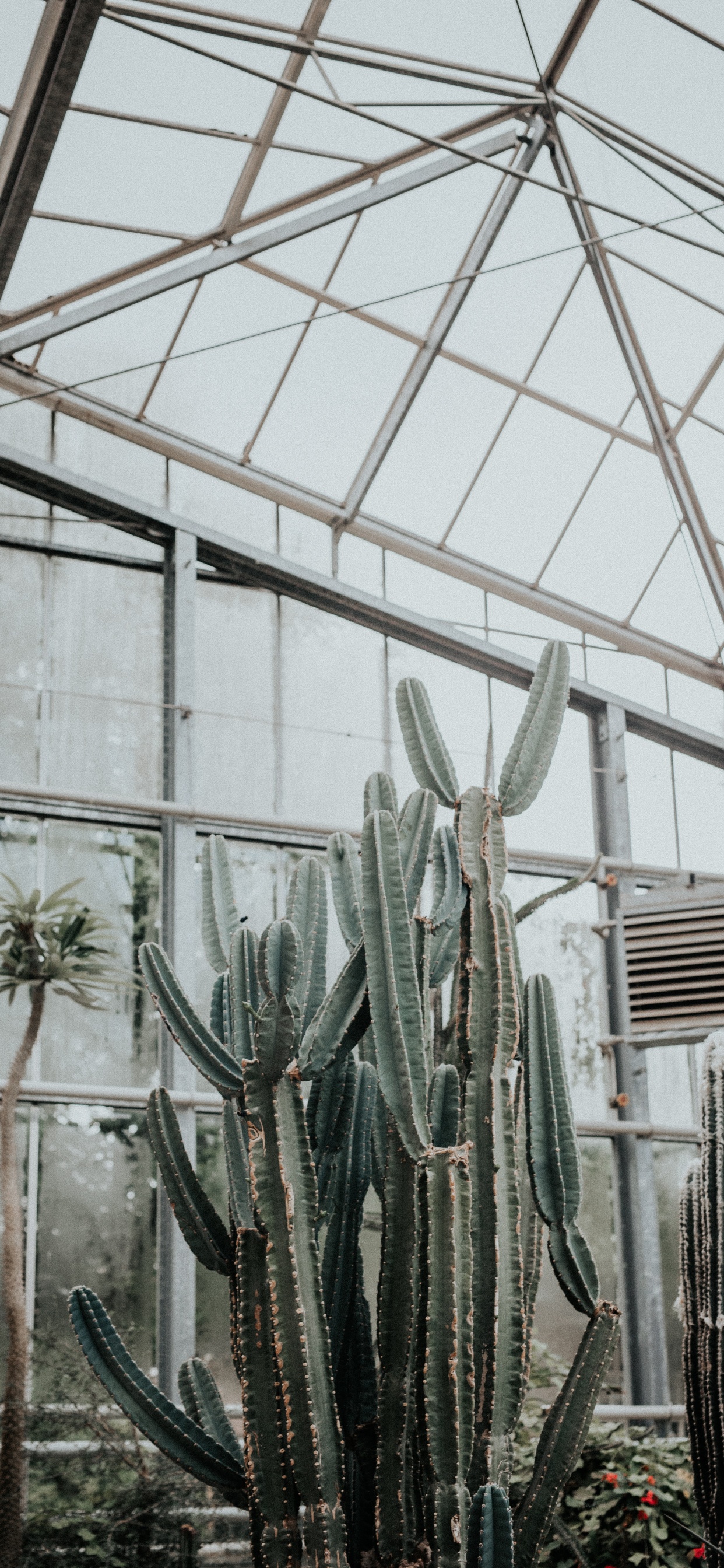 Обои кактус, суккулент, ботаники, растение, теплица в разрешении 1242x2688