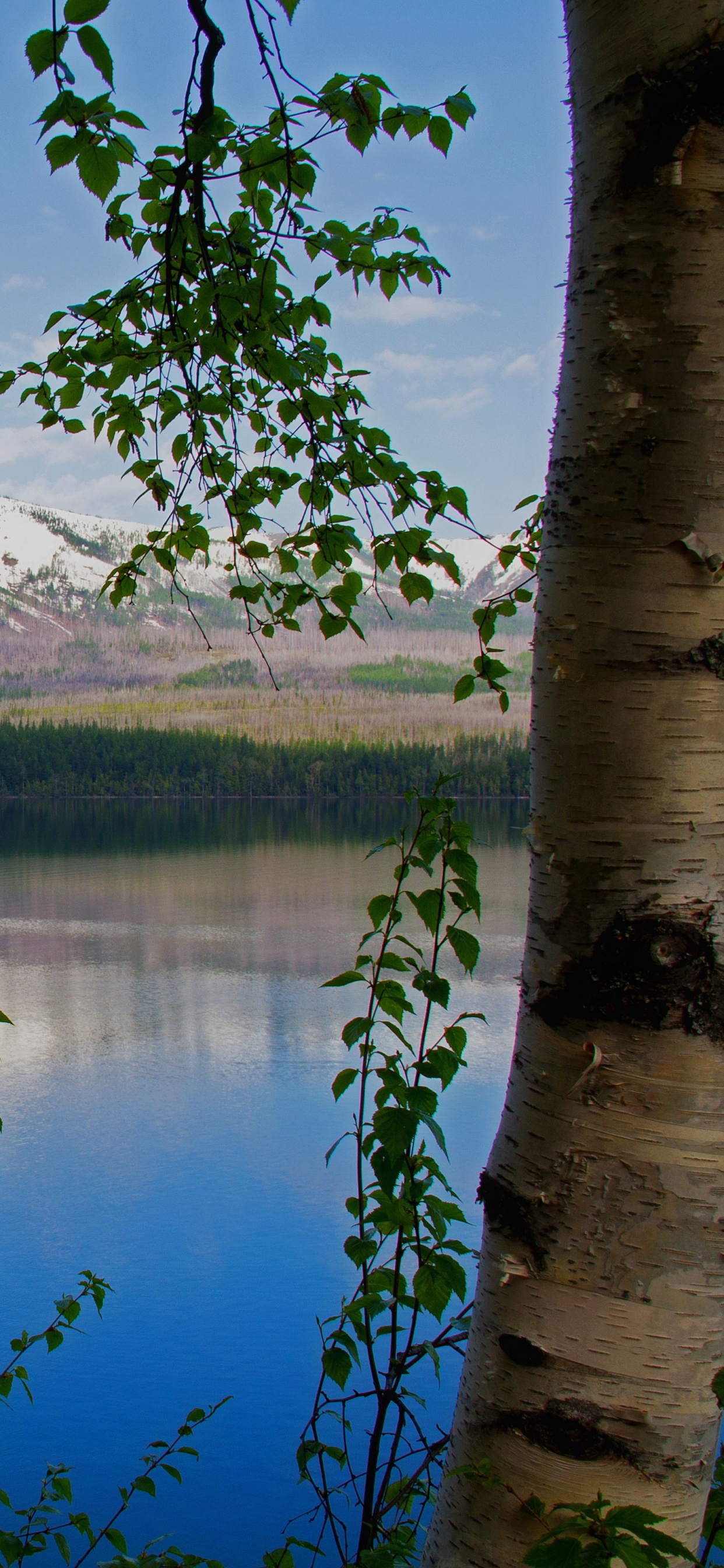 Обои дерево, береза, природа, отражение, озеро в разрешении 1242x2688